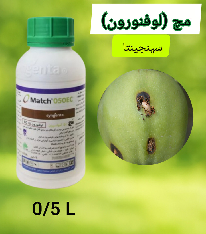 مچ سینجینتا